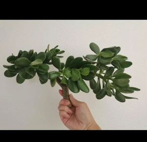 2 TWO - Thick Cutting Jade Plant Crassula ovata Succulent 0.75 - 1 inch diameter - Picture 1 of 2