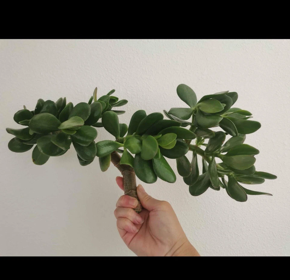 2 DOS - Planta de jade de corte grueso Crassula ovata suculenta 0,75 - 1 pulgada de diámetro Foto 1 de 2