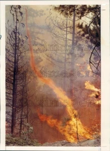 1990 Press Photo Fierce Wild Fire Flame Funnel Yosemite Park - Picture 1 of 2