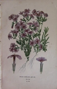 c1910 BOTANISCHER DRUCK PHLOX SUBULATA von EDWARD STEP - Bild 1 von 2
