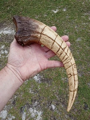 Megaraptor Claw Replica! Museum Quality Dinosaur 🦖 Reproduction Fossil Claw.  - Image 1 of 4