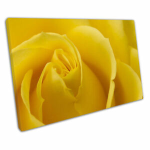 Large single Summer Yellow Rose Flower Floral Art Ready to Hang Canvas Wall Art