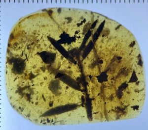Huge Leaves / Leaf Inclusion, Botanic Fossil Genuine Burmite Amber, 98myo - Picture 1 of 11