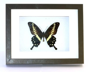 FRAMED BUTTERFLY. Lepidoptera taxidermy. Papilio lormieri RCA. 26x20,5x3,6 - Picture 1 of 2