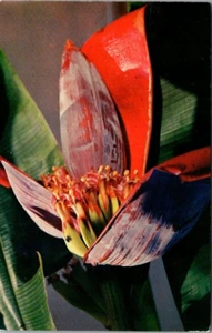 Flower of Common Banana Vintage Chrome Postcard Unposted A56 - Picture 1 of 2