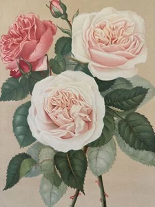 Pink Paul Auguste Hariot le Livre D'Or Des Roses 1903 Blossom Flowers Pl 16 - Picture 1 of 2