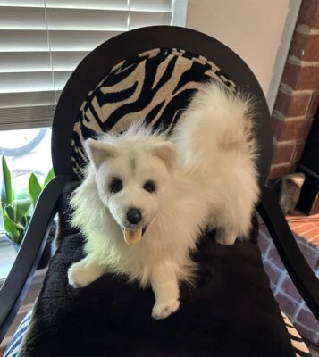 White Pomeranian Dog Realistic Stuffed Animal Plush RARE Toy Fluffy Posable SEE! - Image 1 of 4