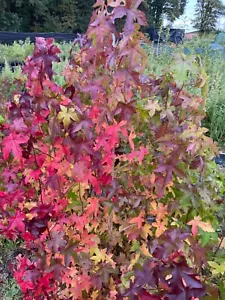 Amberbaum 10 Stück gerader Spross 80-100 cm jetzt pflanzen! - Bild 1 von 3