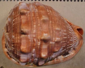 Cassis Rufa 6+3/4+ Zoll Oman Bagger 100 Meter - Bild 1 von 5