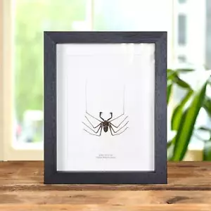 Taxidermy Tailless Whip Scorpion Frame (Amblypygi sp) - Picture 1 of 10