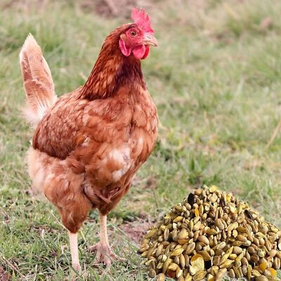 25 kg Hühnerfutter Geflügelfutter Körnerfutter GVO frei Gänse Enten Legemehl - Bild 1 von 2