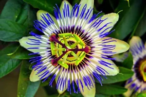 Blue Passion Flower Passiflora Caerulea Summer Flowers Photograph Picture Print - Picture 1 of 1