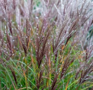 Miscanthus sinensis 'Cute one' - Picture 1 of 3