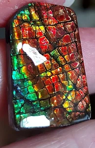 Ammolite Ammonite Coated Stone 28.7x18.5x5mm 17677 - Picture 1 of 5