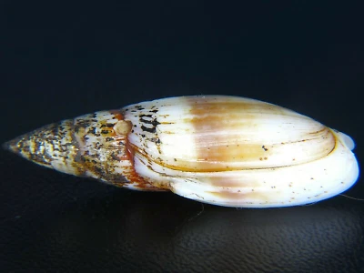 MITRA SWAINSONIA NEWCOMBII: ENORME HAWAIANO ENDÉMICO @ 38,05 MM ¡CON IDENTIFICACIÓN ORIGINAL! Foto 1 de 4