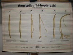 Coiffure Wella Haarsplies Trichoptylosis Tableau D'Enseignement ~1970 - Bild 1 von 1
