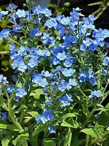 ERITRICHIUM CANUM 'BABY BLUES', ALPINE OLVIDES-NO ME OLVIDES - Imagen 1 de 3