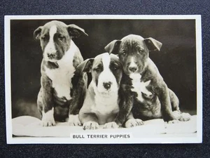 THE BULL TERRIER PUPPIES - DOGS R/P by Senior Service Cigarette Cards 1939 - Picture 1 of 1