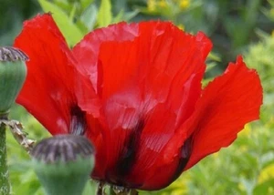 1,500+ Turkish Red Tulip-Shaped Papavaer Somniferum Poppy Seeds for Planting - Picture 1 of 4