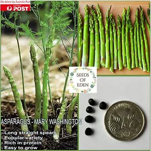 20 ASPARAGUS-MARY WASHINGTON SEEDS(Asparagus officinalis); Popular Variety - Picture 1 of 6