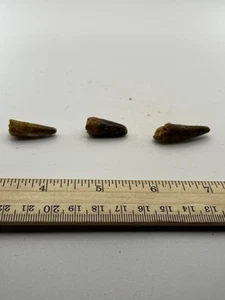 Spinosaurus 1.25” Set TOOTH  Teeth Dinosaur Fossil before T Rex Cretaceous SC363 - Picture 1 of 5