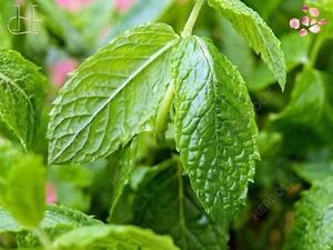 Alteya Organic Peppermint Oil 5ml/10ml – Energizing & Soothing Essential Oil - Picture 1 of 17