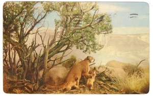Vintage Mountain Lions Denver Museum Postcard Denver Colorado - Picture 1 of 2