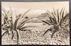 Agave Plants In Field Iztaccihuatl Mexico 1973 Real Photo Postcard Unused Ex