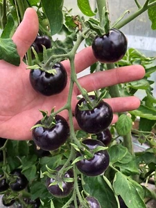 Lila Schwarze Kirschtomaten Samen Tomatensaatgut 10 Samen - Bild 1 von 1