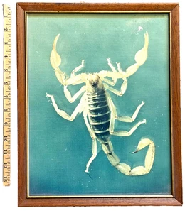 Vintage 12"x15" Framed PHOTOGRAPH of a SCORPION - Canvas Print  READY-to-HANG!* - Picture 1 of 2