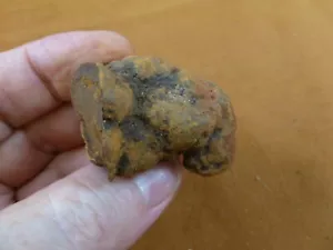 (PP462-64) 1-5/8" Genuine Fossil TURTLE POOP Coprolite DUNG WEIRD WA state doo - Picture 1 of 2