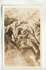 Real Photo Postcard Lava Twists Craters of the Moon Arco ID 44