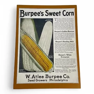 1921 W Atlee Burpee - Sweet Corn White Evergree Philadelphia PA Antique Print Ad - Picture 1 of 5