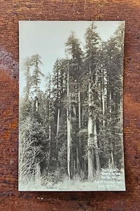 RPPC CA Redwood Park árboles más altos del mundo con Car Patterson #888 foto en blanco y negro - Imagen 1 de 5