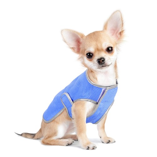 VETEMENTS Pet Cool Clothes Gilet di Raffreddamento per Cani Medium Dogeschwimmweste Abbigliamento