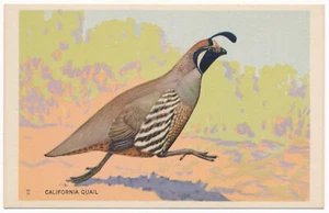 California Quail - National Wildlife Federation Postcard 1939 - Picture 1 of 2
