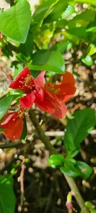 Japanische Zierquitte,Japan, Zier,Strauch, Feuerrote Blüte,ca. 40cm,Chaenomeles - Bild 1 von 5