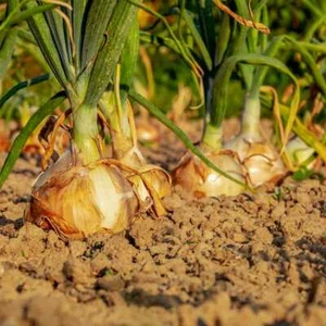 Yellow Sweet Spanish Onion Seeds | Long Day Garden Vegetable Scallion Seed 2025 - Picture 1 of 12