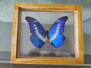 Mariposa MORPHO RHETENOR CACICA Butterfly - Imagen 1 de 1