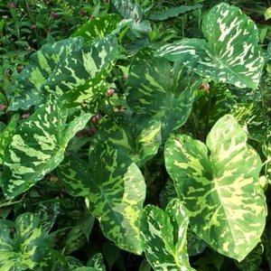 HILO BEAUTY*Elephant Ear*Alocasia*SMALL Rooted Starter Plant*CAMOUFLAGE PATTERN! - Picture 1 of 12