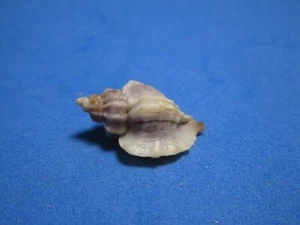 Murex (Ceratostoma) inornata Recluz, 1851 "AGUAS PROFUNDAS" (20,2 mm) - Imagen 1 de 7