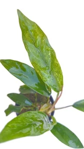 Anubias Minima 'variegata - Picture 1 of 2