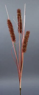 SEIDENBLUMEN ROß Katzenschwanzgras 62cm braun DP - künstliches Gras Graszweig Kunstpflanzen