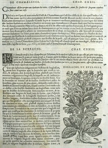 Buglosse Bourrache Gravure Botanique Matthioli Mattioli Matthiole Dioscoride - Picture 1 of 1