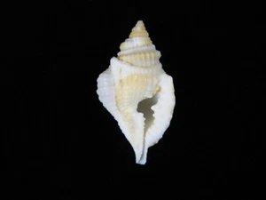 Sea Shell Distorsio perdistorta 53,6 mm ID#8177 - Imagen 1 de 3