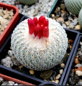  Epithelantha micromeris var. bokei (15 seeds) - Picture 1 of 4