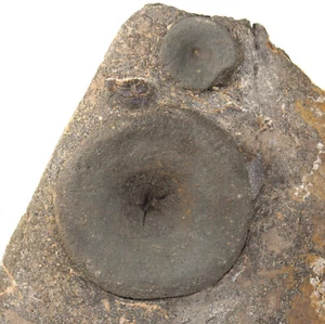 Wirbel, Stenopterygius, Giura, mortaio, Bassa Sassonia, Germania -c624 - Foto 1 di 4