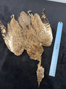 Black Bellied Bustard bird skin - Picture 1 of 12