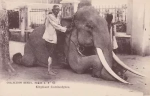 Elefante cambogiano Cambogia Phnom-Penh Indocina Asia Siam Indocina - Foto 1 di 2