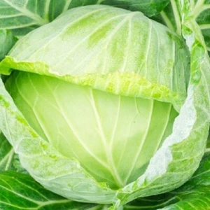 Golden Acre Cabbage Seeds | NON-GMO Cabbage Seeds | Fresh Heirloom Garden Seeds - Picture 1 of 2